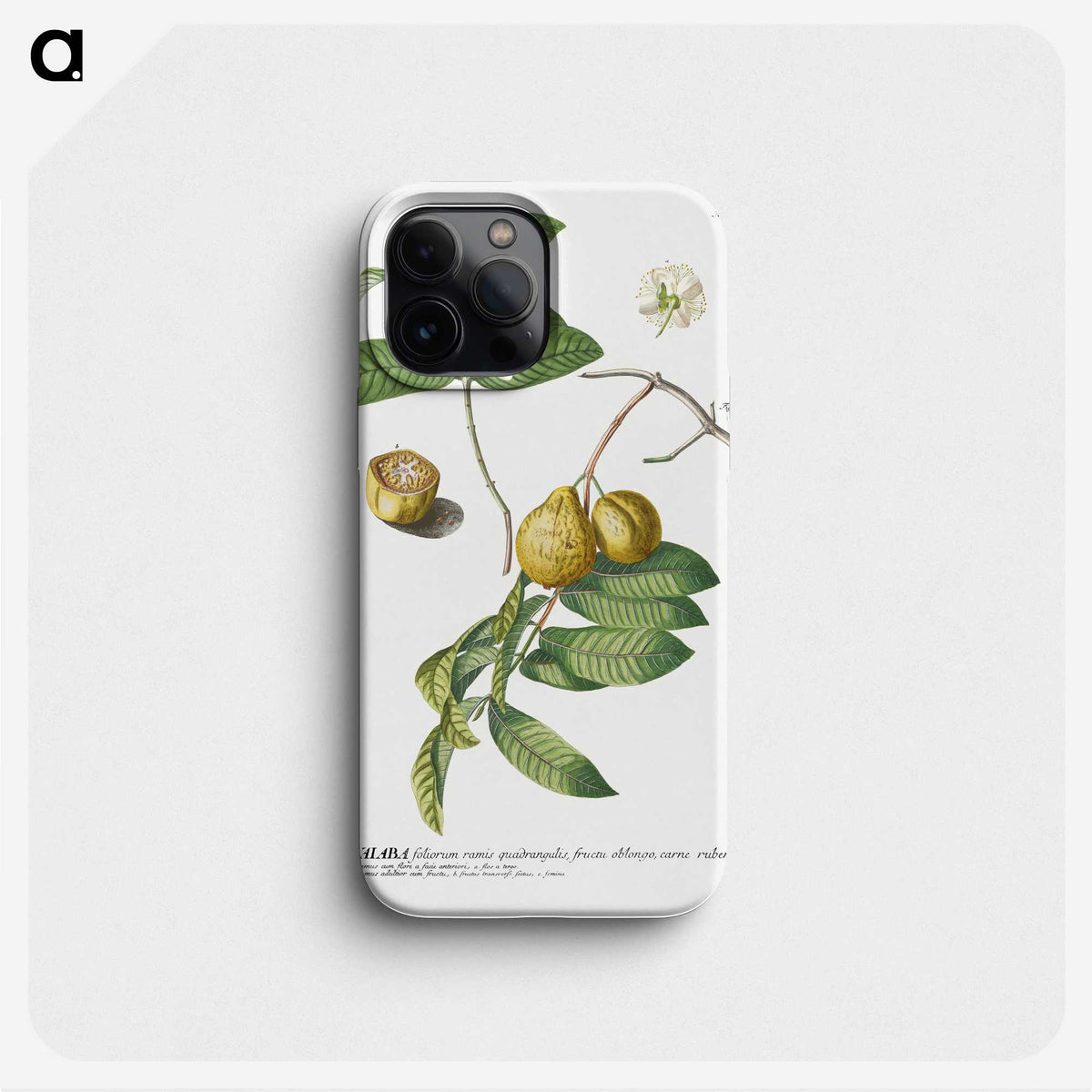 1-15_Georg-Dionysius-Ehret_phone