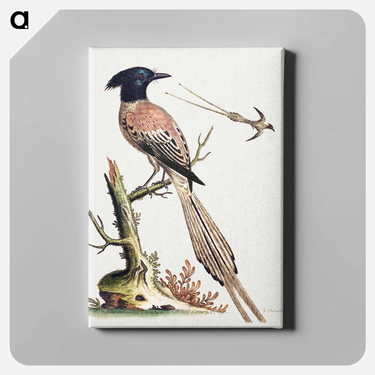 アートパネル-Black and White Crested Bird of Paradise
- ジョージ エドワーズ Canvas.