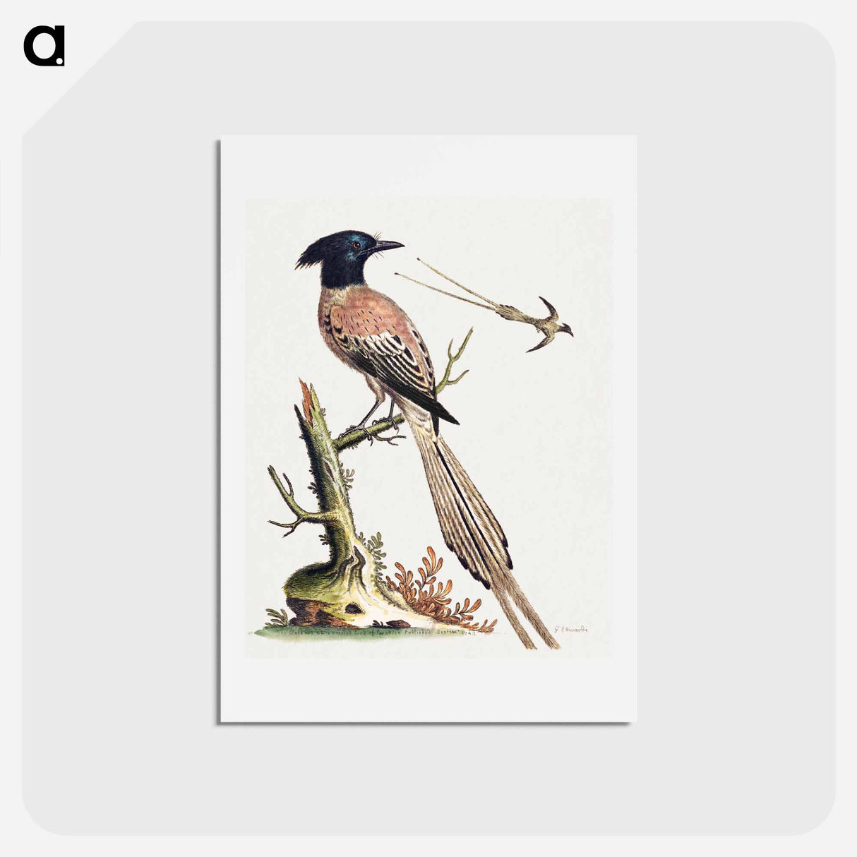 アートポストカード-Black and White Crested Bird of Paradise
- ジョージ エドワーズ Postcard.