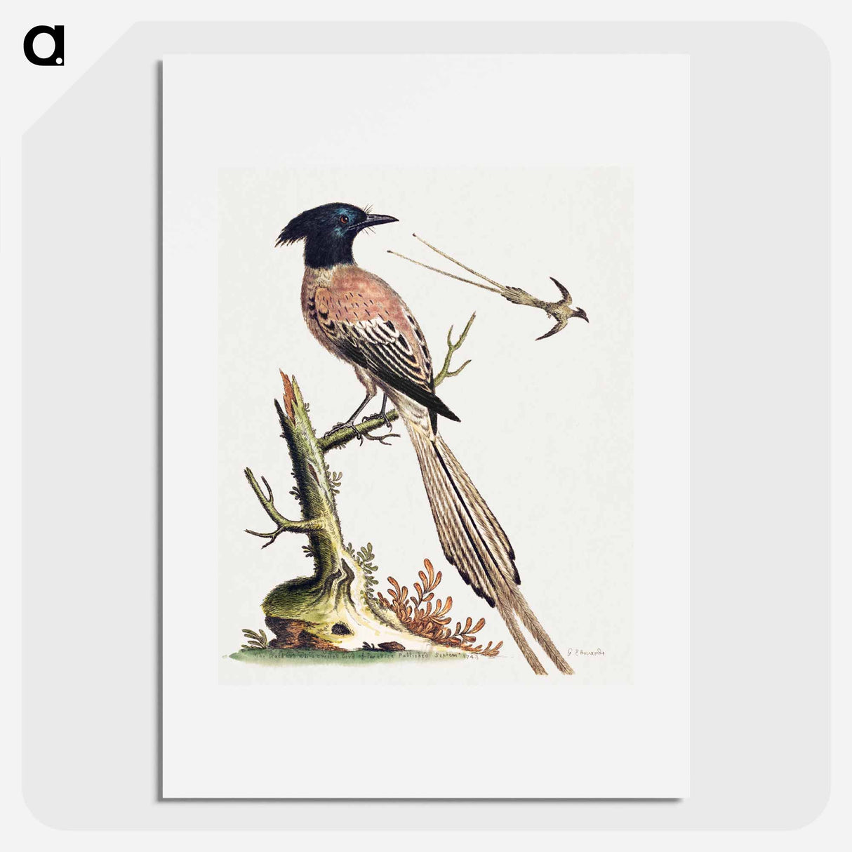アートポスター-Black and White Crested Bird of Paradise
- ジョージ エドワーズ Poster.