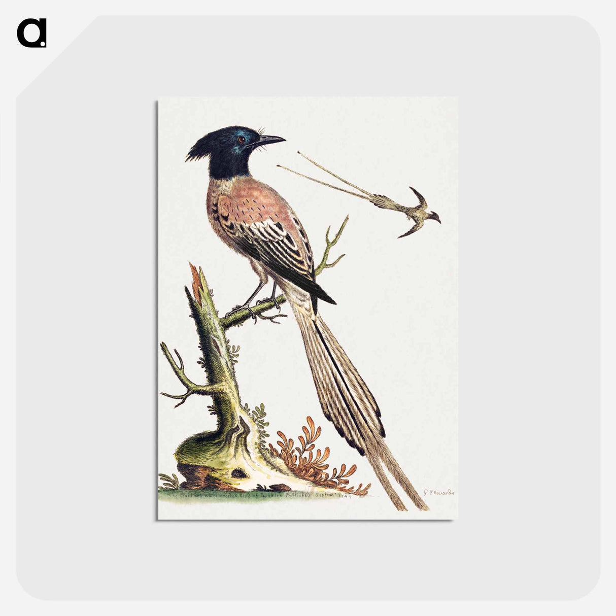 アートポストカード-Black and White Crested Bird of Paradise
- ジョージ エドワーズ Postcard.