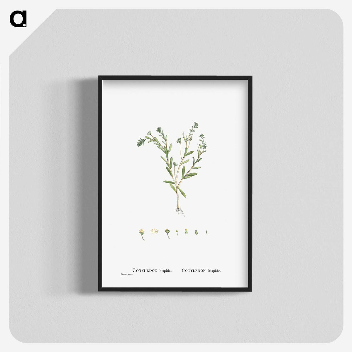 1-15_Histoire-des-Plantes-Grasses_blk-crop
