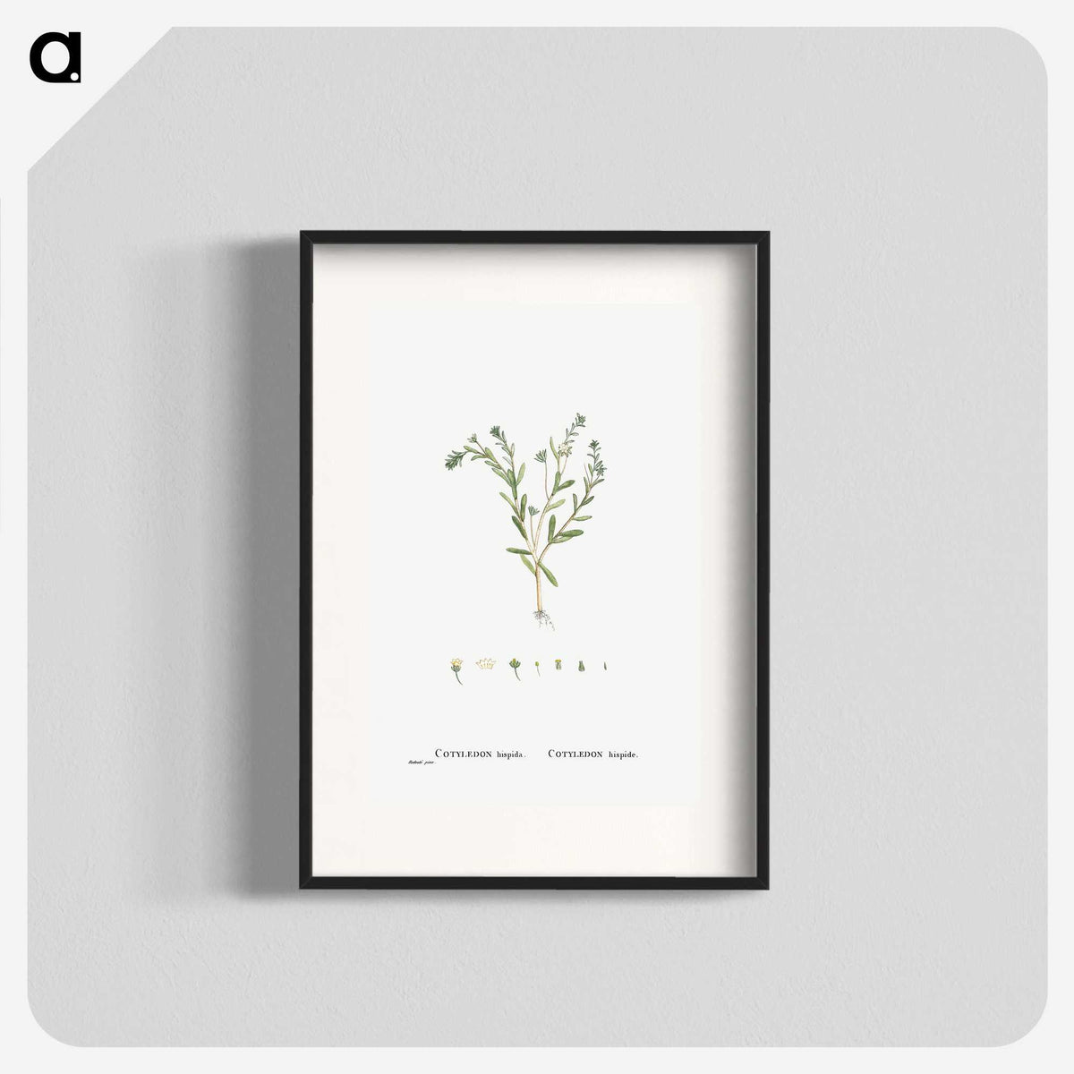 1-15_Histoire-des-Plantes-Grasses_blk