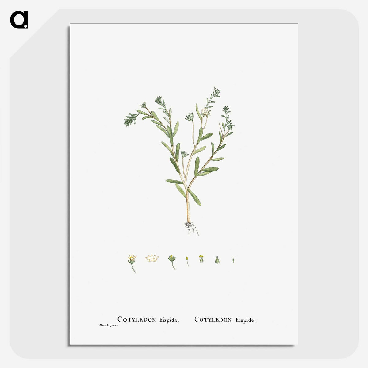1-15_Histoire-des-Plantes-Grasses_picture-crop