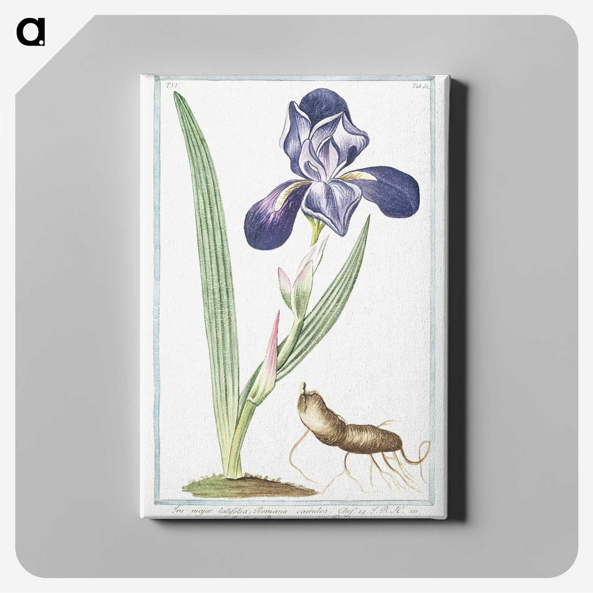 1-15_Hortus-Romanus-Botanical-Plates_canvas