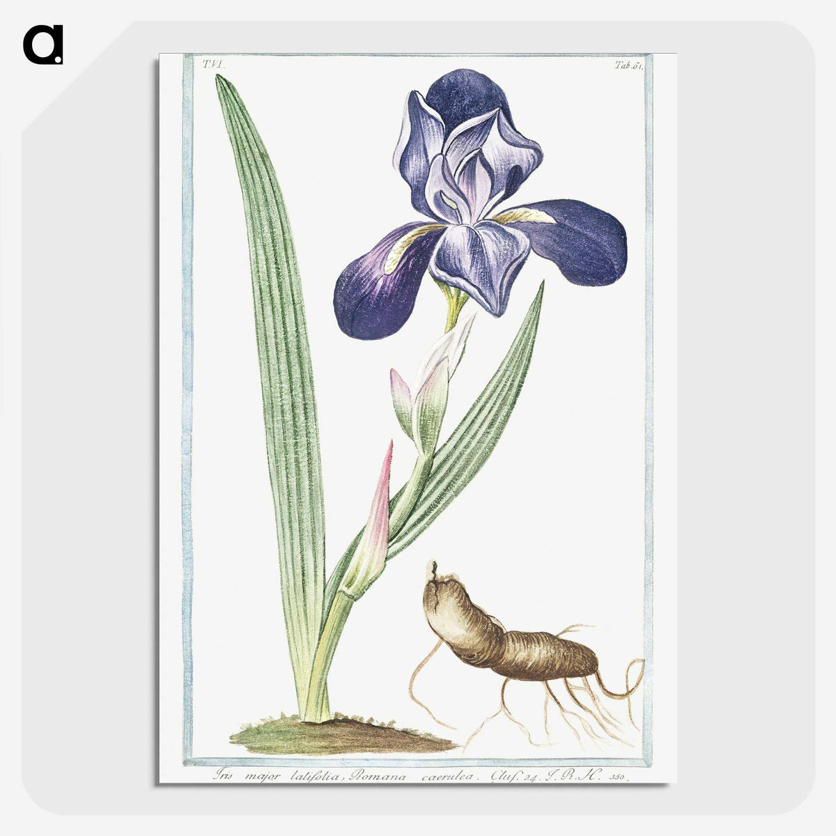 1-15_Hortus-Romanus-Botanical-Plates_picture-crop