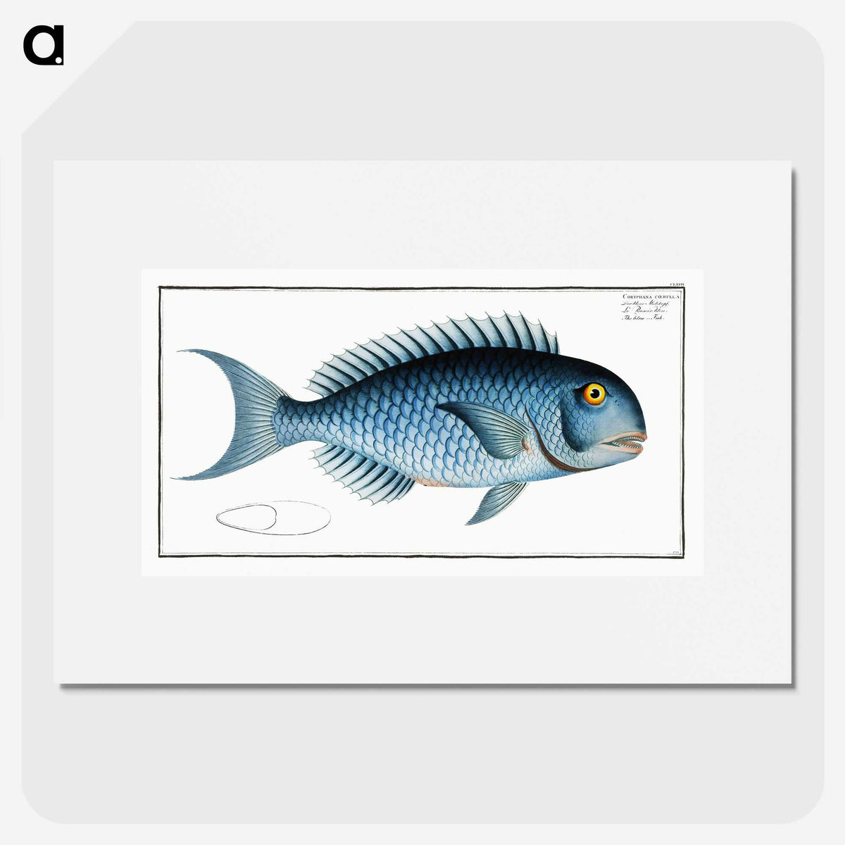 1-15_Ichtyologie-ou-Histoire-naturelle_picture