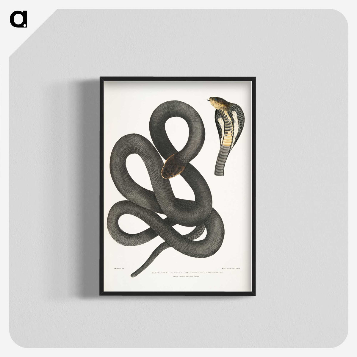 1-15_Indian-Zoology_blk-crop