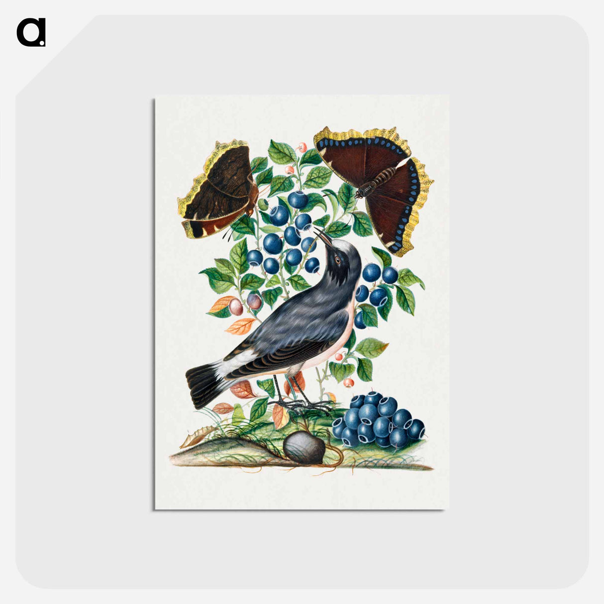 アートポストカード-Northern Wheatear, Bilberry and Camberwell Beauty
- ジェームズ ボルトン Postcard.