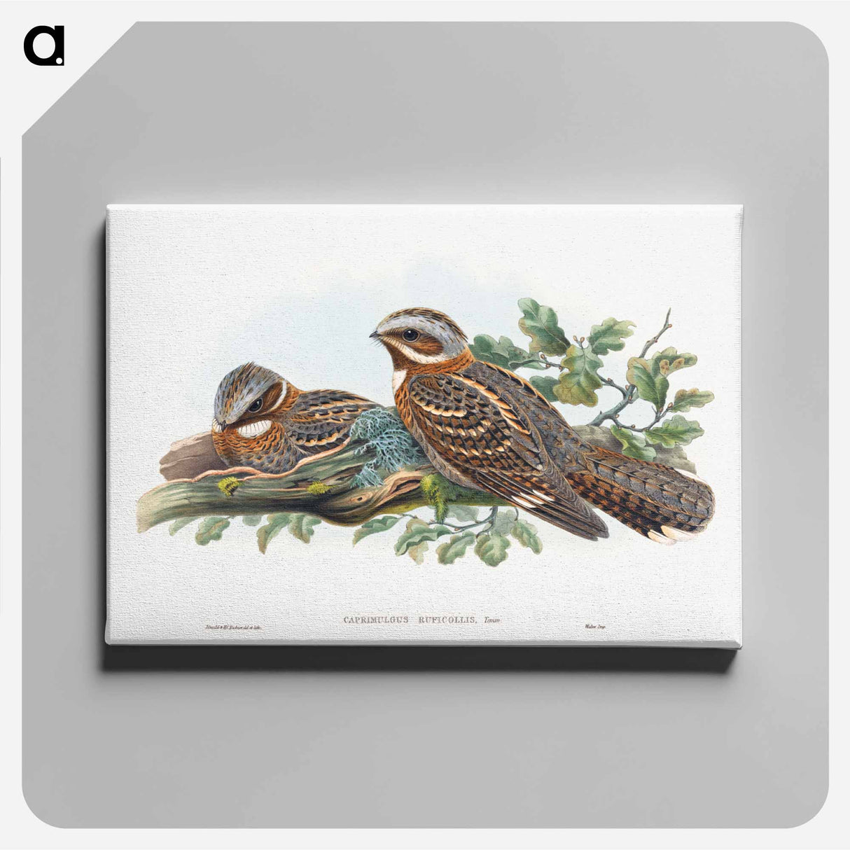 アートパネル-Caprimulgus Ruficollis
- ジョン グールド Canvas.