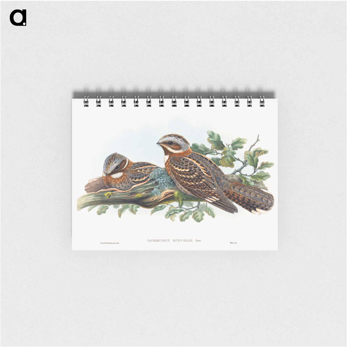 アートメモ帳-Caprimulgus Ruficollis
- ジョン グールド Memo.