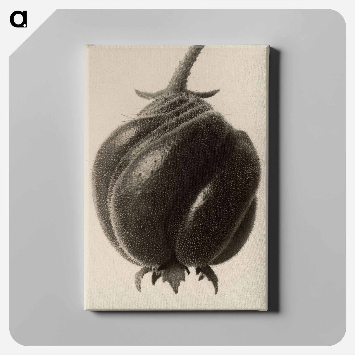 Blumenbachia hieronymi - カール ブロスフェルト Canvas.