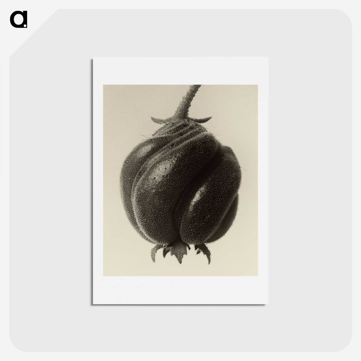 1-15_Karl-Blossfeldt_hagaki