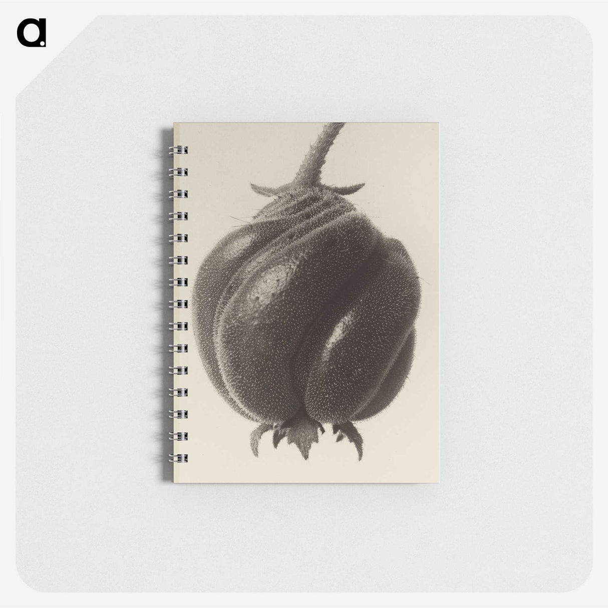 1-15_Karl-Blossfeldt_memo