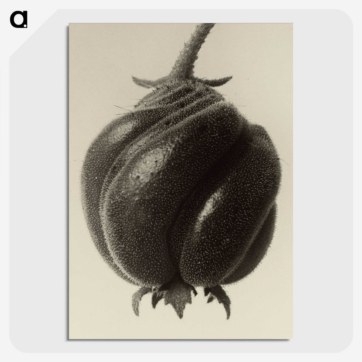 1-15_Karl-Blossfeldt_picture-crop