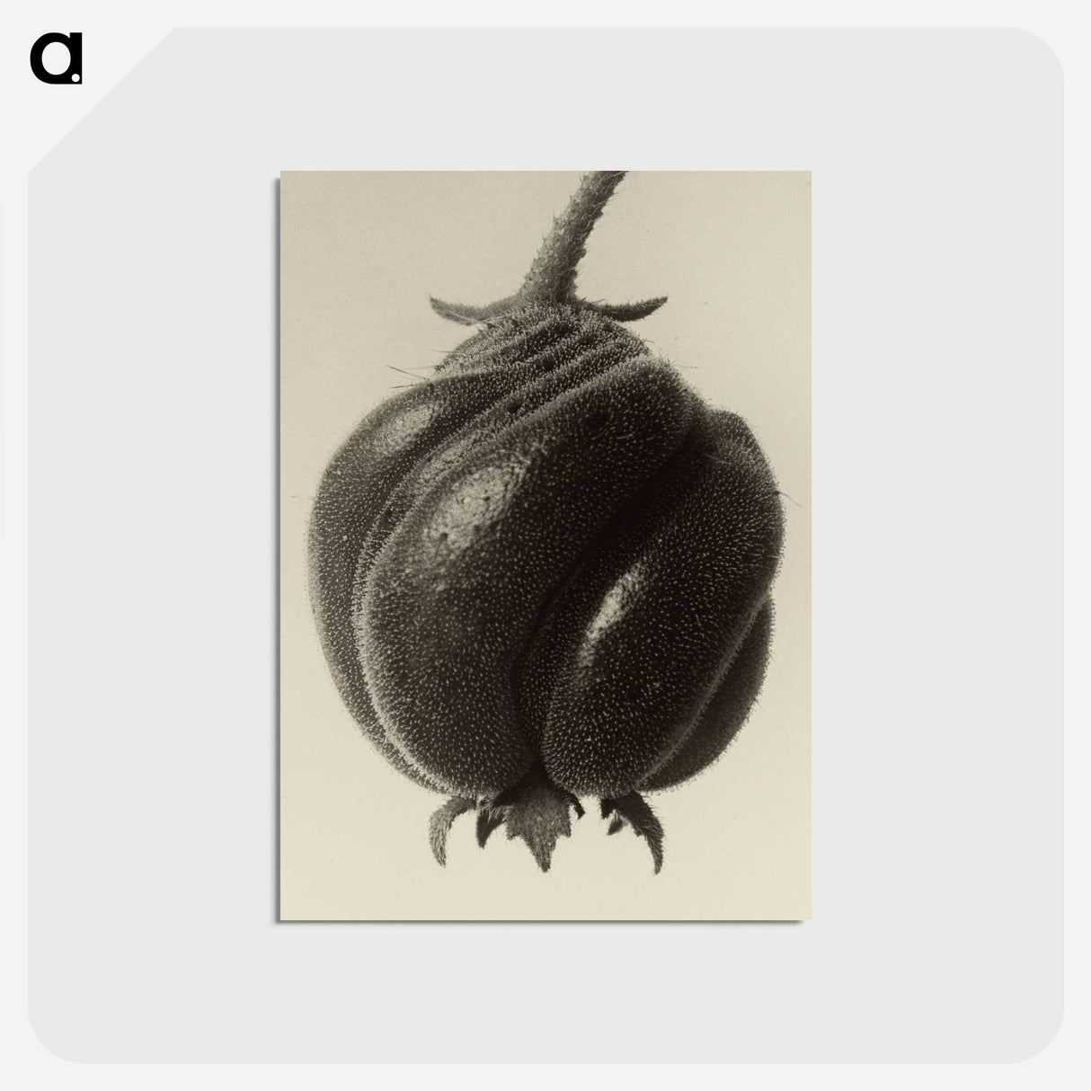 1-15_Karl-Blossfeldt_postcard