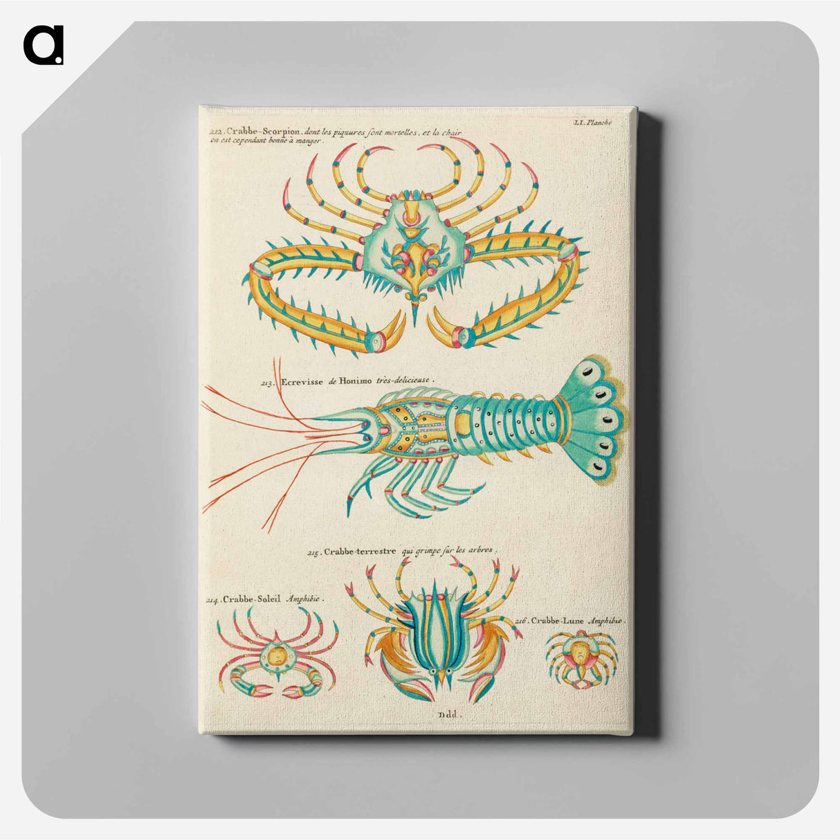 アートパネル-Indian and Pacific Ocean Fish
- ルイ ルナール Canvas.