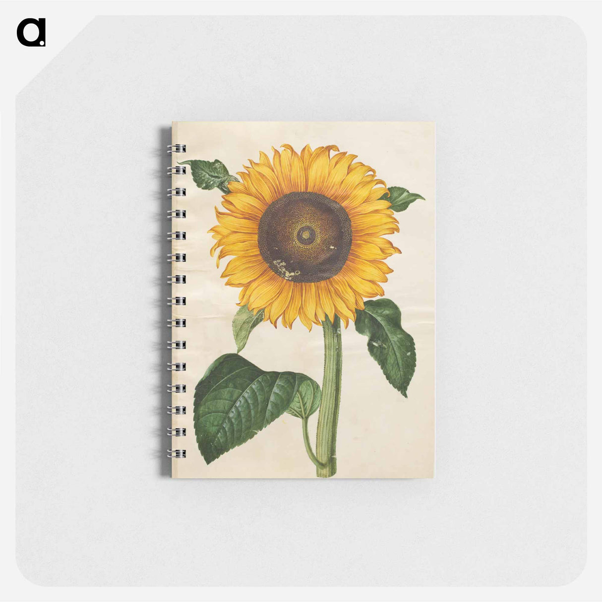 アートメモ帳-Helianthus annuus
- マリア ジビーラ メーリアン Memo.
