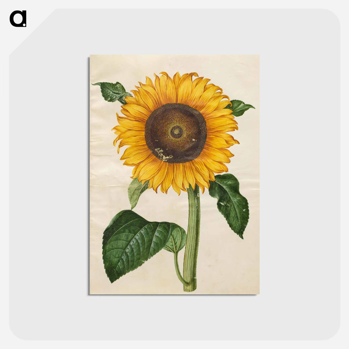 アートポストカード-Helianthus annuus
- マリア ジビーラ メーリアン Postcard.