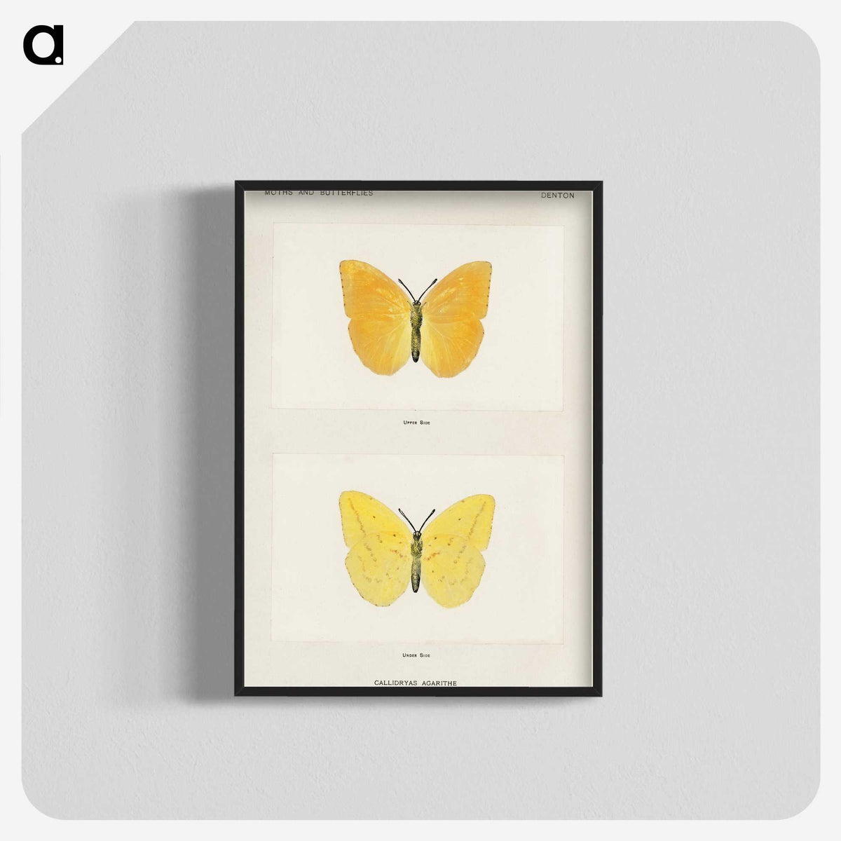 1-15_Moths-and-Butterflies-of-the-United-States_blk-crop
