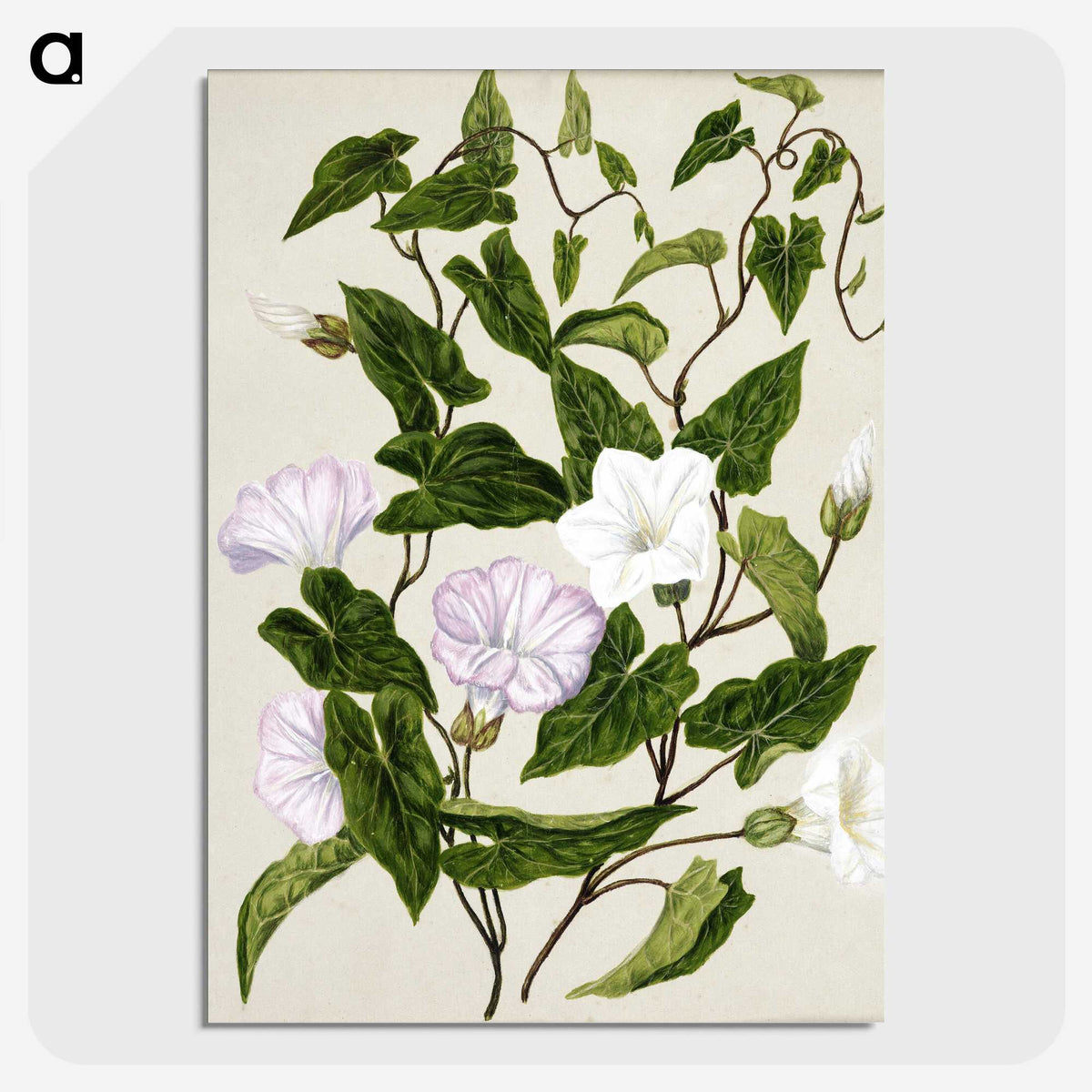 1-15_Native-Flowering-Plants-of-New-Zealand_picture-crop