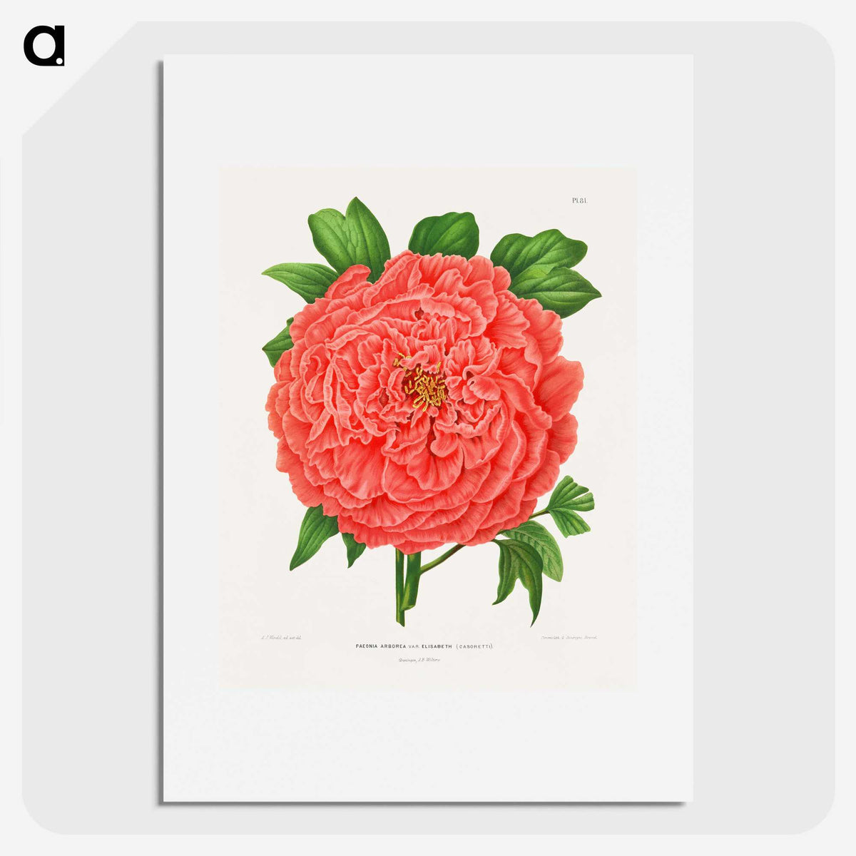 1-15_Nederlandsche-Flora-en-Pomona_picture