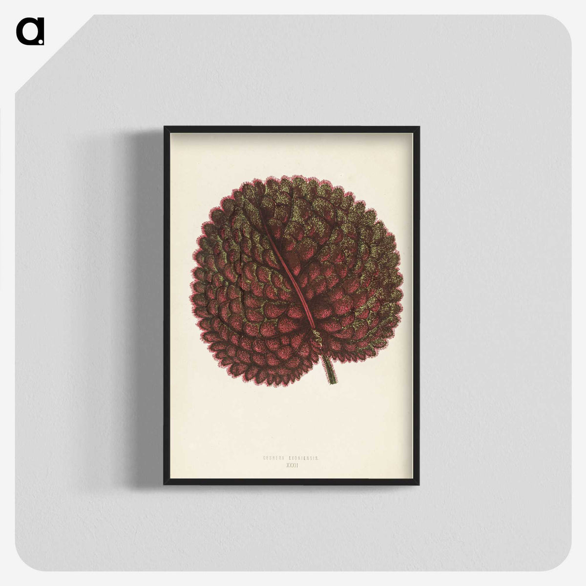 1-15_New-and-Rare-Beautiful-Leaved-Plants_blk-crop