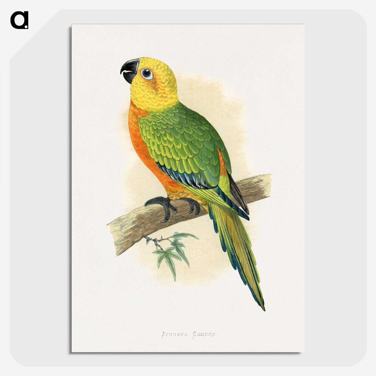 1-15_Parrots-in-Captivity_picture-crop