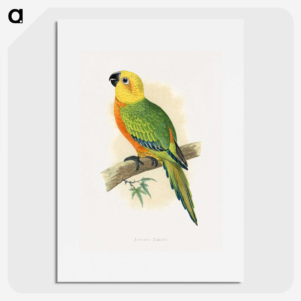 1-15_Parrots-in-Captivity_picture