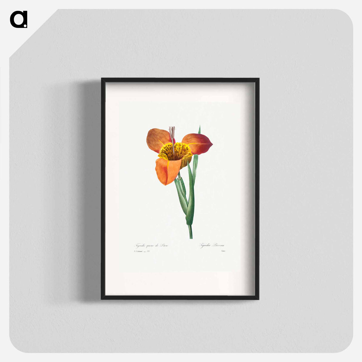 Mexican Shell - Pierre Joseph Redouté Poster.