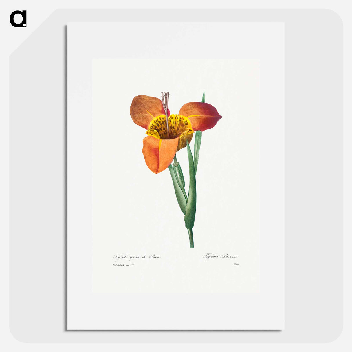 Mexican Shell - Pierre Joseph Redouté Poster.