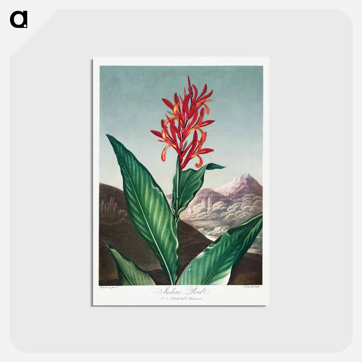 アートポストカード-Indian Reed from The Temple of Flora
- ロバート ジョン ソーントン Postcard.
