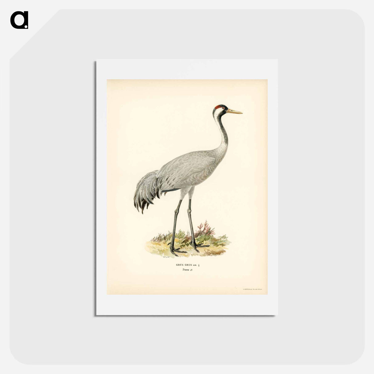 アートポストカード-Common Crane (Grus Grus)
- スヴェンスカ フォグラル Postcard.