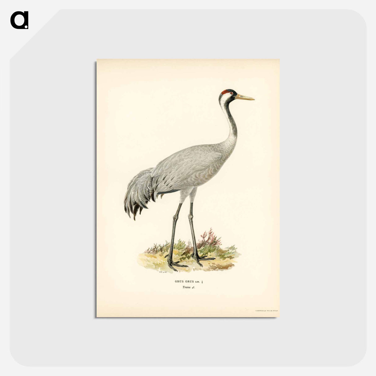 アートポストカード-Common Crane (Grus Grus)
- スヴェンスカ フォグラル Postcard.