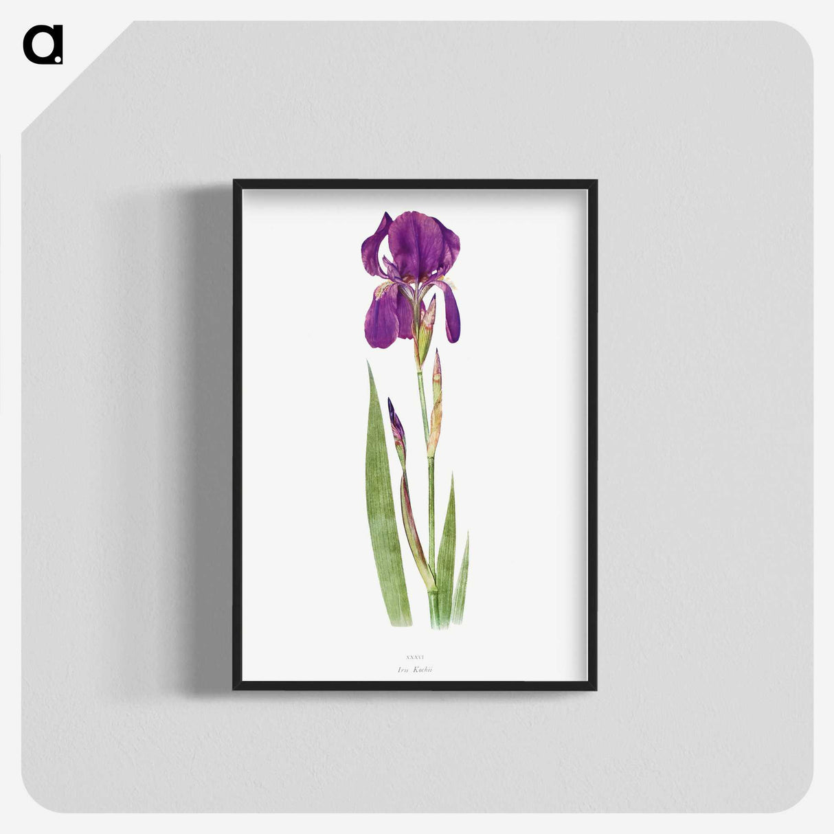 1-15_The-Genus-Iris_blk-crop