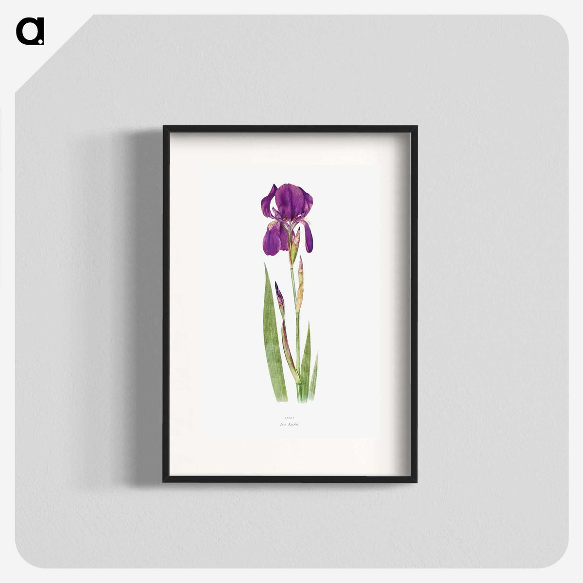 1-15_The-Genus-Iris_blk