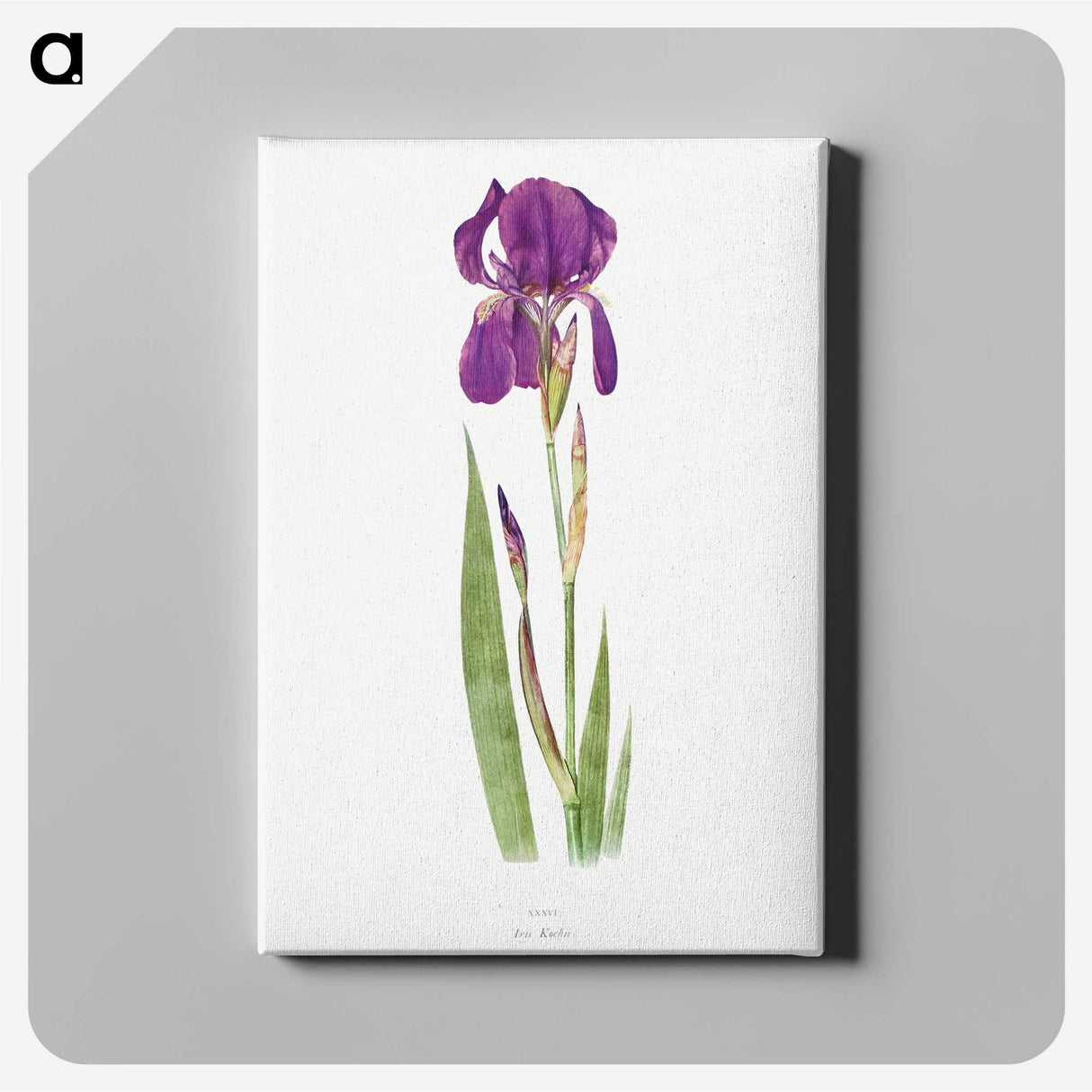 1-15_The-Genus-Iris_canvas
