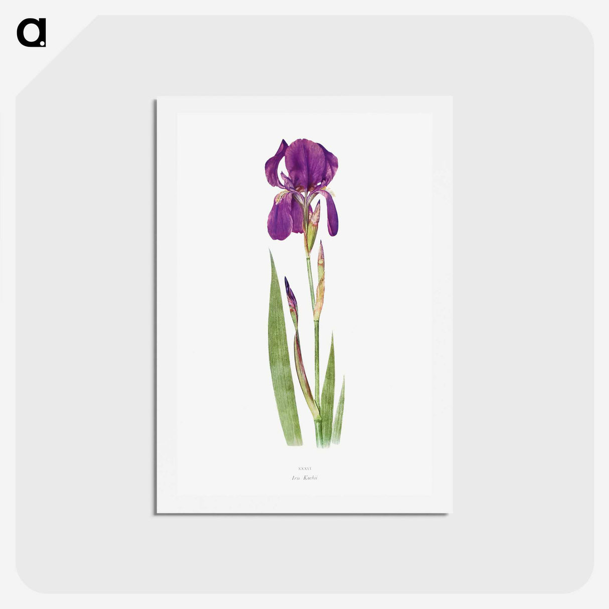 1-15_The-Genus-Iris_hagaki