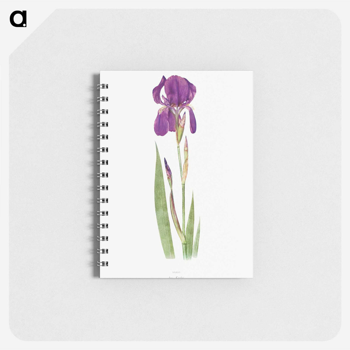 1-15_The-Genus-Iris_memo