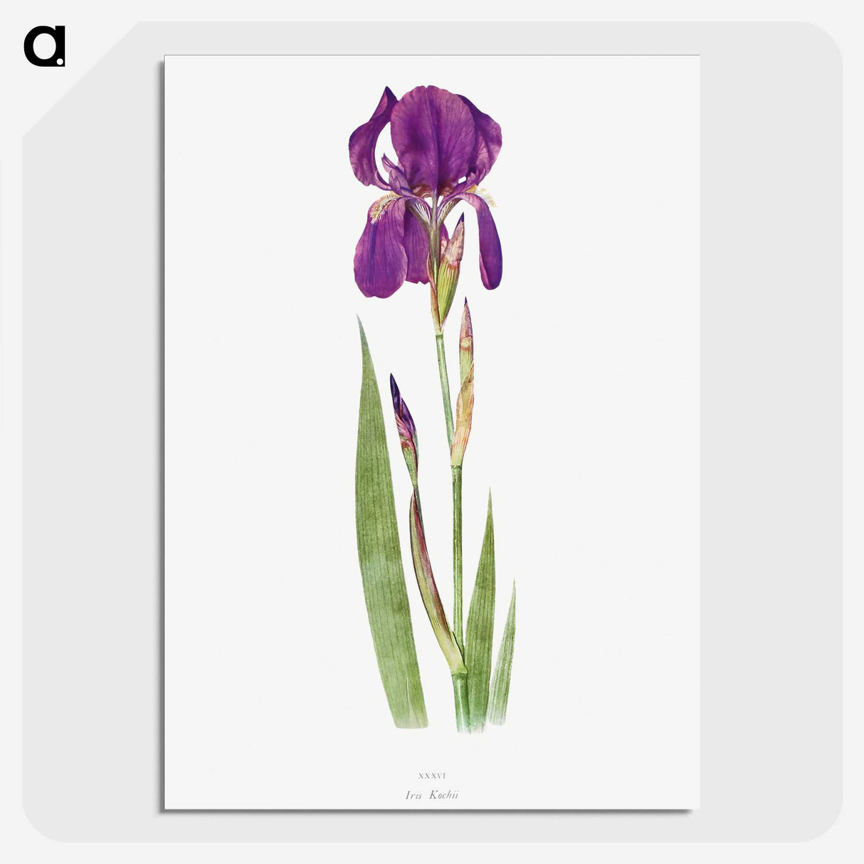1-15_The-Genus-Iris_picture-crop