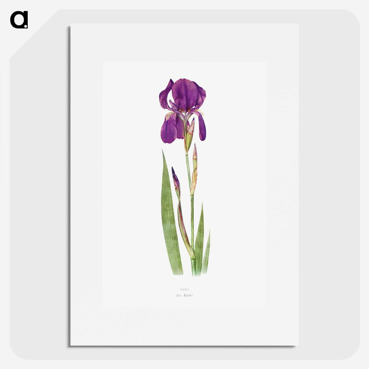 1-15_The-Genus-Iris_picture