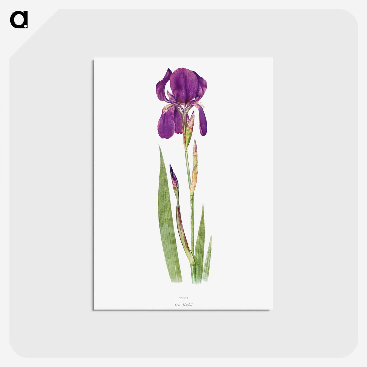 1-15_The-Genus-Iris_postcard