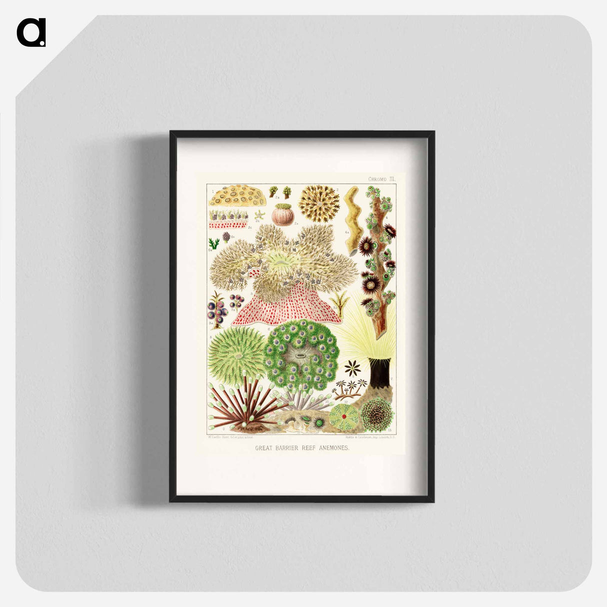 Great Barrier Reef Anemones - オーストラリアのグレートバリアリーフ Poster.