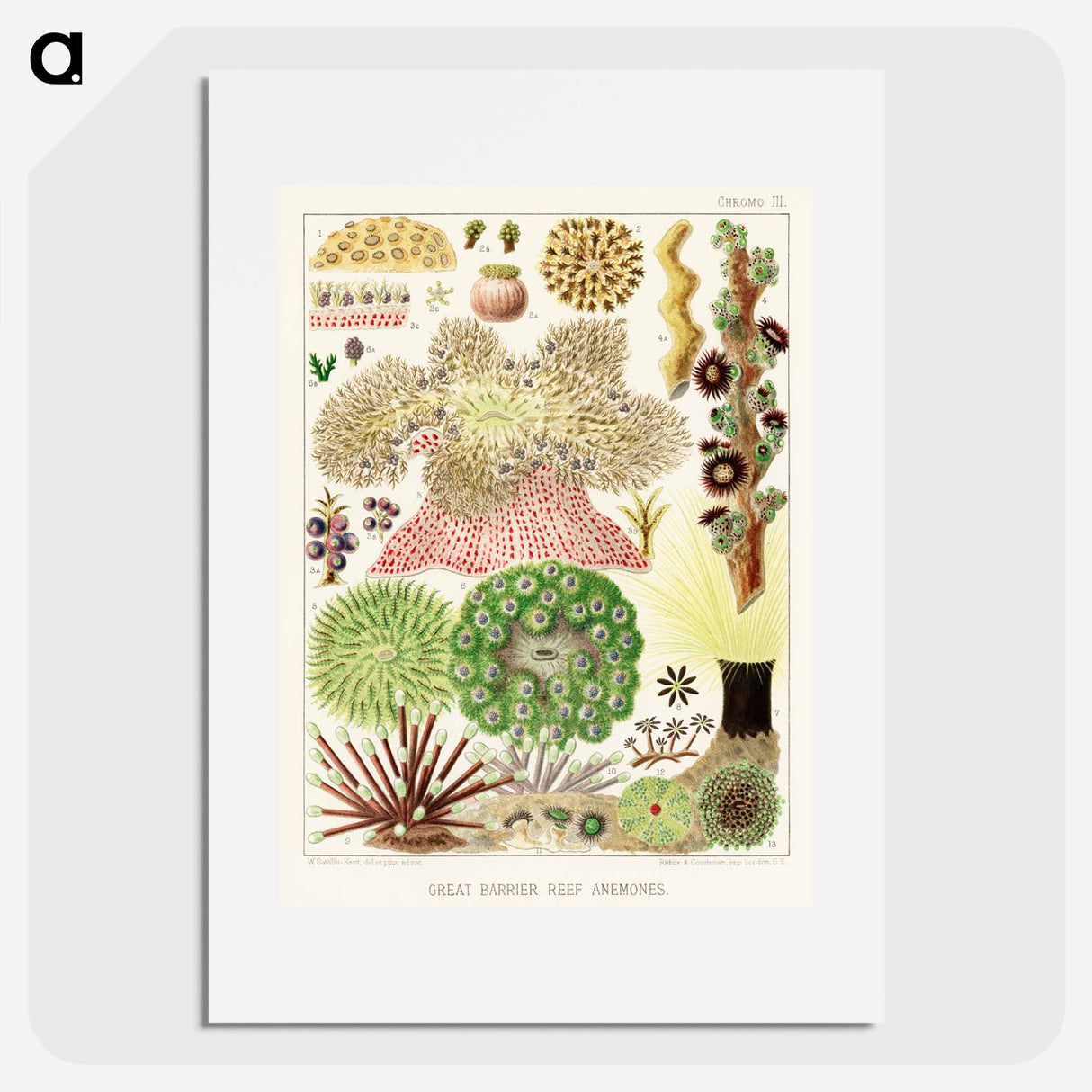 Great Barrier Reef Anemones - オーストラリアのグレートバリアリーフ Poster.