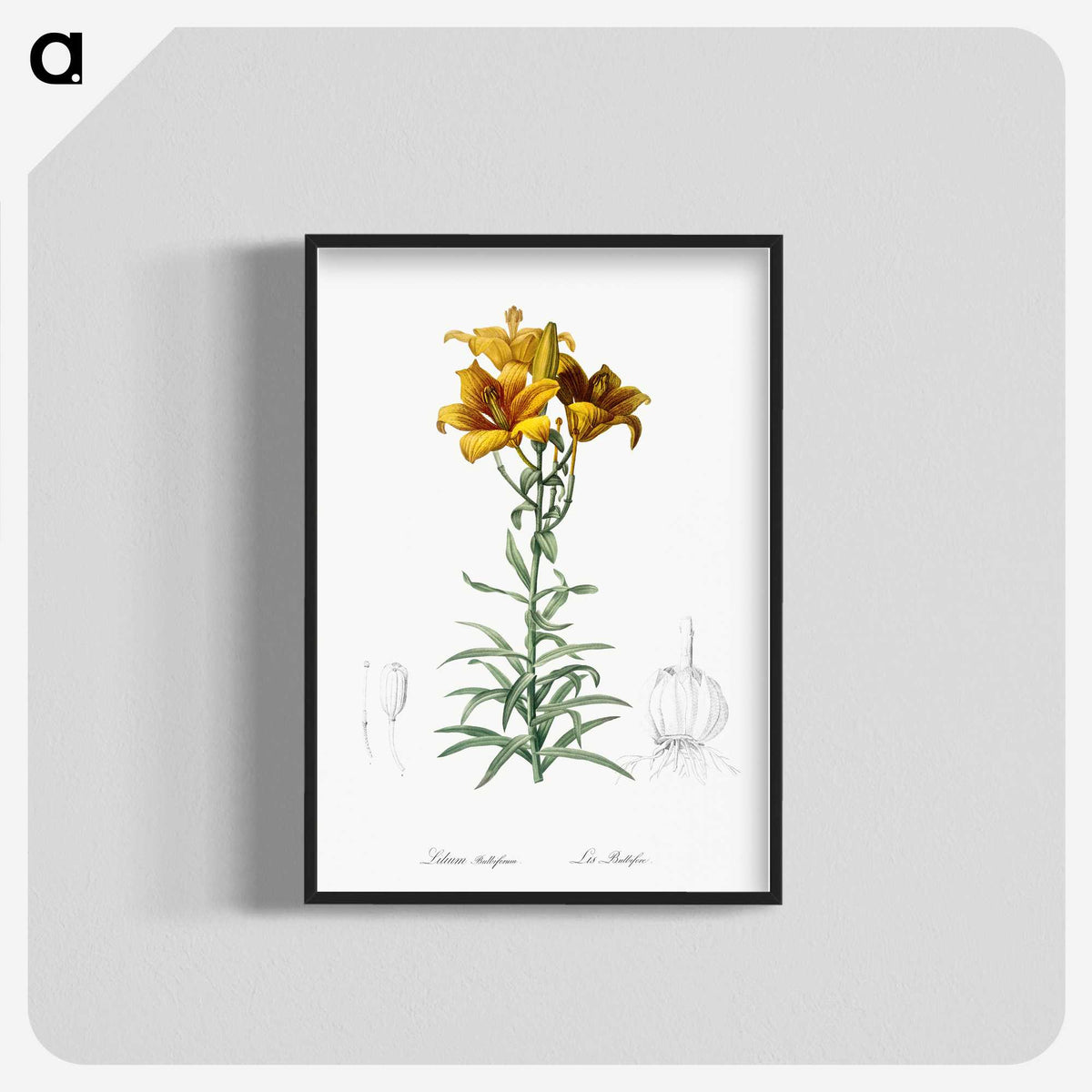 1-15_The-Lilies_blk-crop