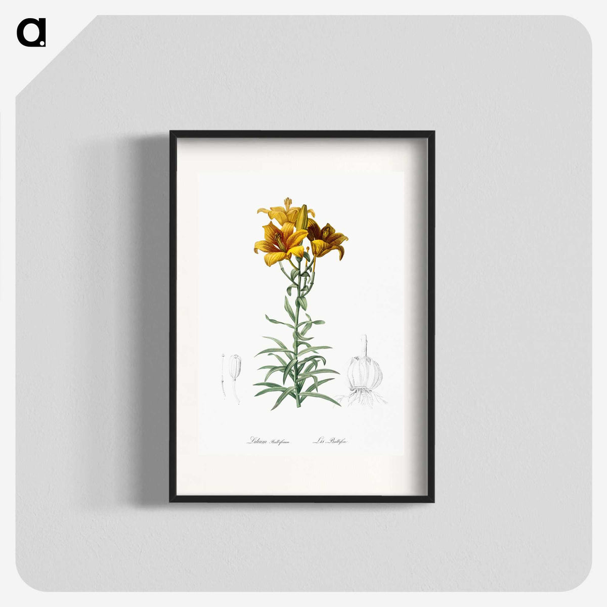 1-15_The-Lilies_blk