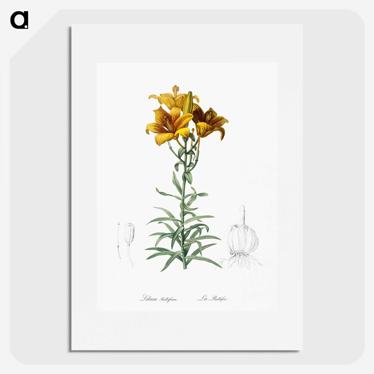 1-15_The-Lilies_picture