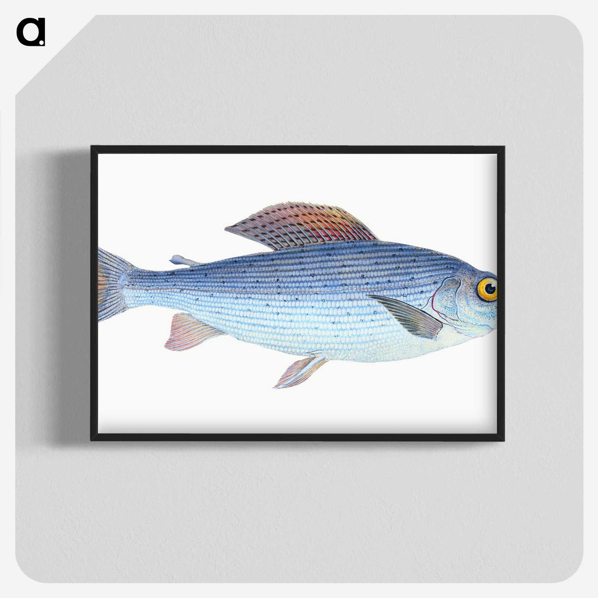 1-15_The-Natural-History-of-British-Fishes_blk-crop