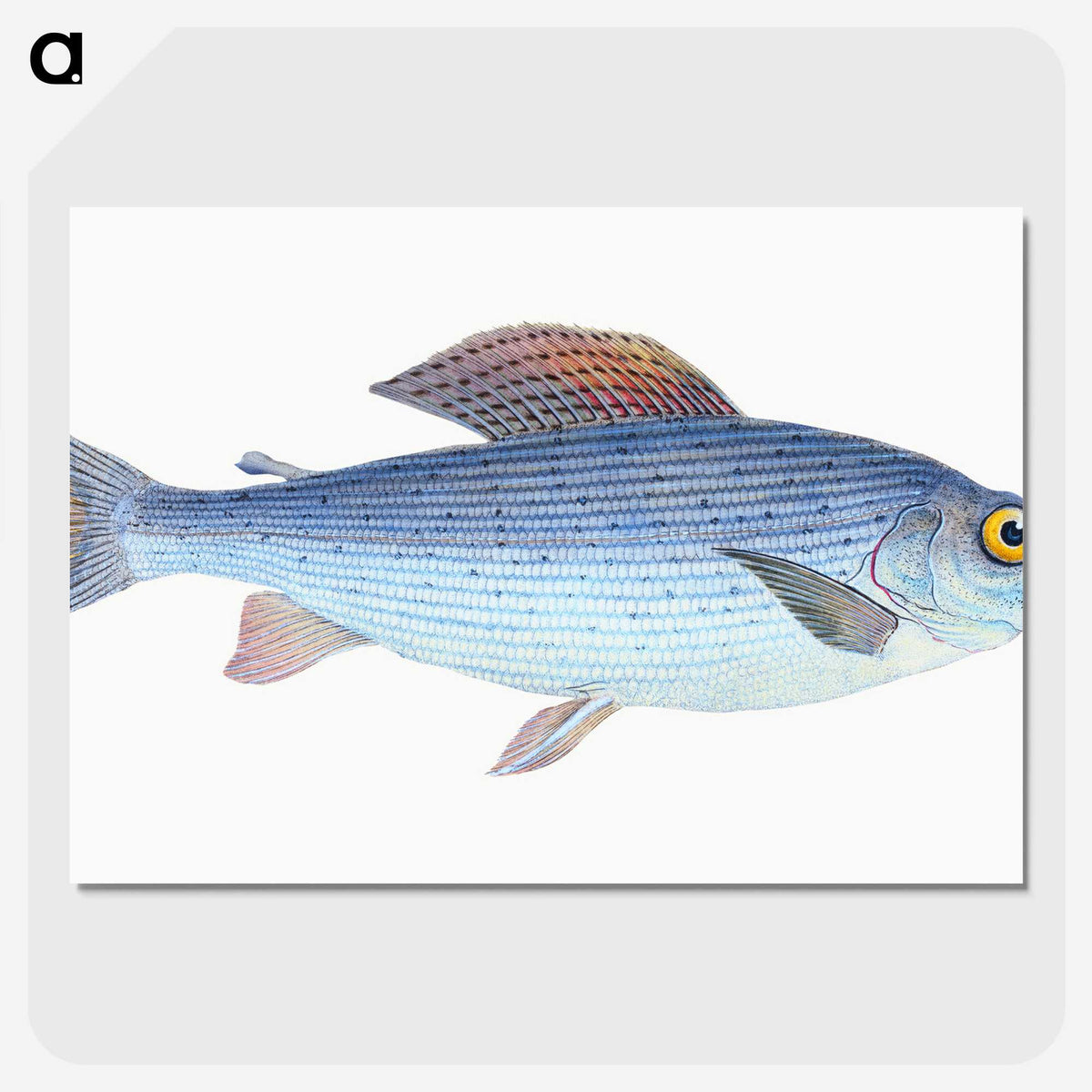 1-15_The-Natural-History-of-British-Fishes_picture-crop
