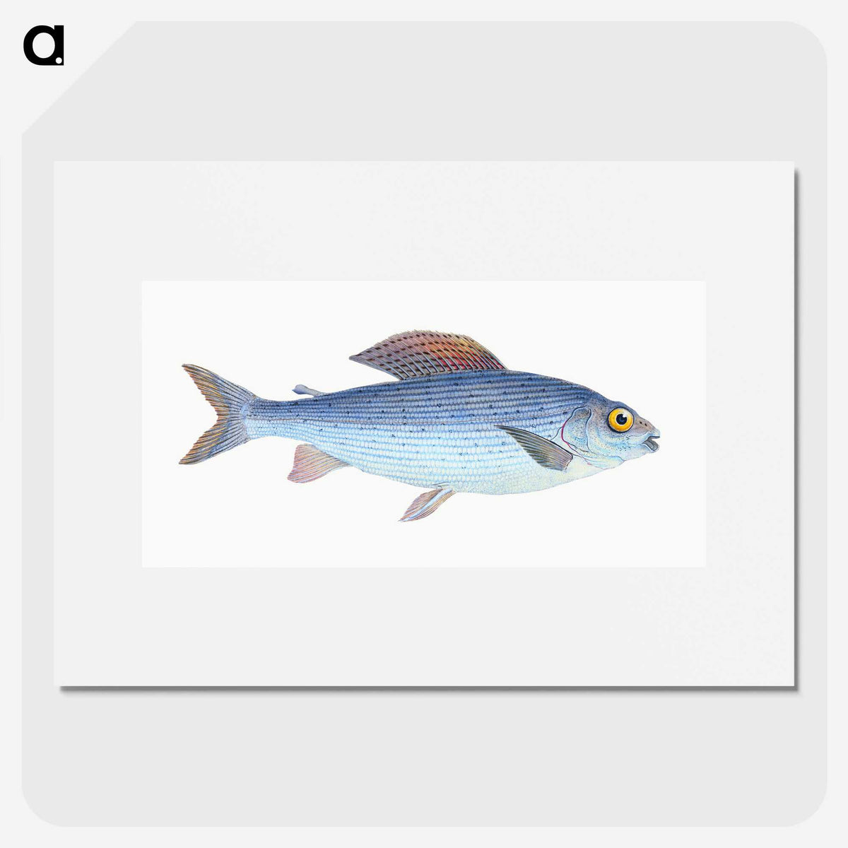 1-15_The-Natural-History-of-British-Fishes_picture